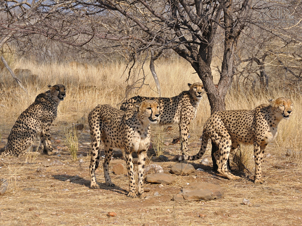 Dusternbrook - Cheetahs Cheetahs at the Dusternbrook Guest Farm nearby Windhoek.  Stefan Cruysberghs